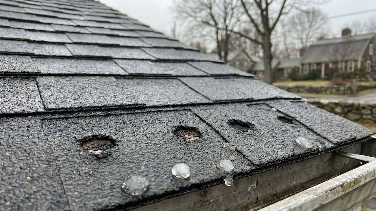 Close view of a wet asphalt shingle showing several round bruised impact marks where granules have been knocked loose, with small hailstones resting in the gutter below