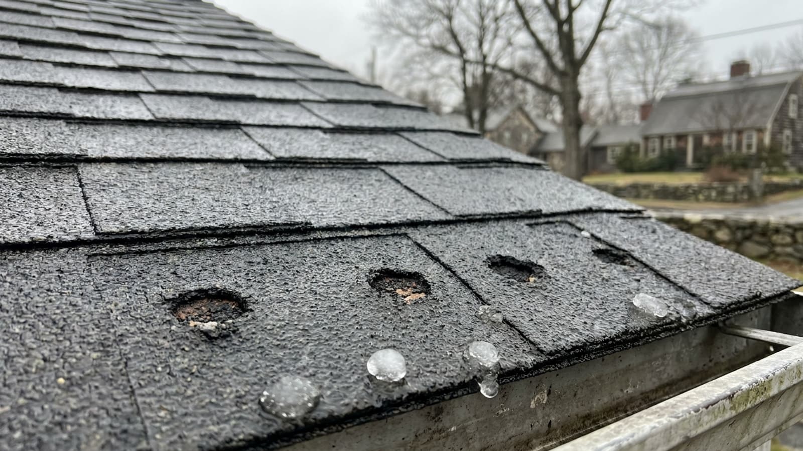 Close view of a wet asphalt shingle showing several round bruised impact marks where granules have been knocked loose, with small hailstones resting in the gutter below