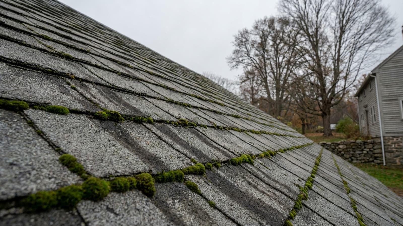 Close view of an aging gray asphalt shingle roof slope with dark vertical algae streaks and clumps of green moss along the shingle edges under damp overcast light